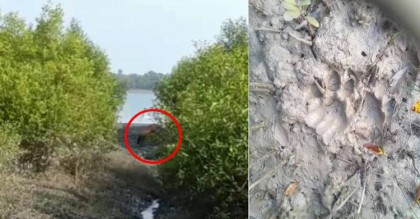 এবার দক্ষিণ ২৪ পরগনার গোসাবারে বাঘের আতঙ্ক
