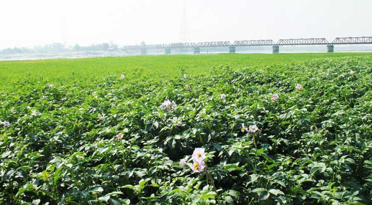 কাউনিয়ায় তিস্তার ধু-ধু বালু চরে সবুজের সমারোহ