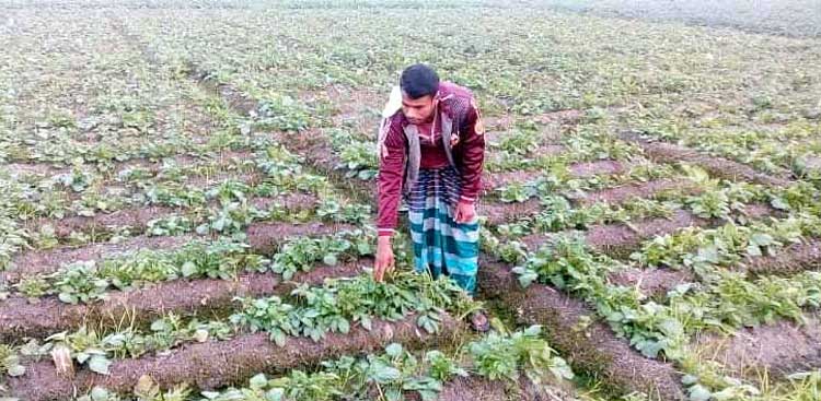 বগুড়ার পল্লীতে মেয়াদ উত্তীর্ণ কীটনাশক ওষুধ
 প্রয়োগ করায় আলুর ফসলে ব্যাপক ক্ষয়ক্ষতি!