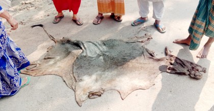 গোয়ালের তালা কেটে গরু চুরি, দুদিন পর বিলে মিললো চামড়া
