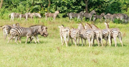 বঙ্গবন্ধু সাফারি পার্কের অসুস্থ জেব্রাদের চিকিৎসায় মেডিকেল বোর্ড
