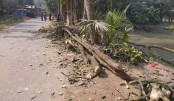 মান্দায় সরকারি রাস্তার গাছ কেটে নেওয়ার অভিযোগ