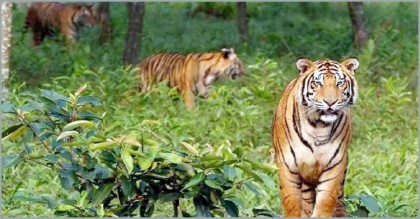 সুন্দরবনে ফের বাঘের কবলে মৎস্যজীবী, তিন দিনে তিনজন
