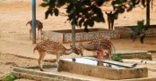 ১৩ মাসে হরিণ-ময়ূর বেচে চিড়িয়াখানার আয় ১ কোটি ৩৪ লাখ
