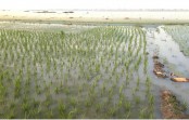 মান্দায় ১০ হাজার বিঘা জমির বোরো 
ধান পানির নিচে, হতাশায় কৃষক