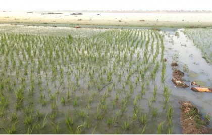 মান্দায় ১০ হাজার বিঘা জমির বোরো 
ধান পানির নিচে, হতাশায় কৃষক