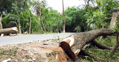 বাড়ির গাছ কাটতেও লাগবে অনুমতি
