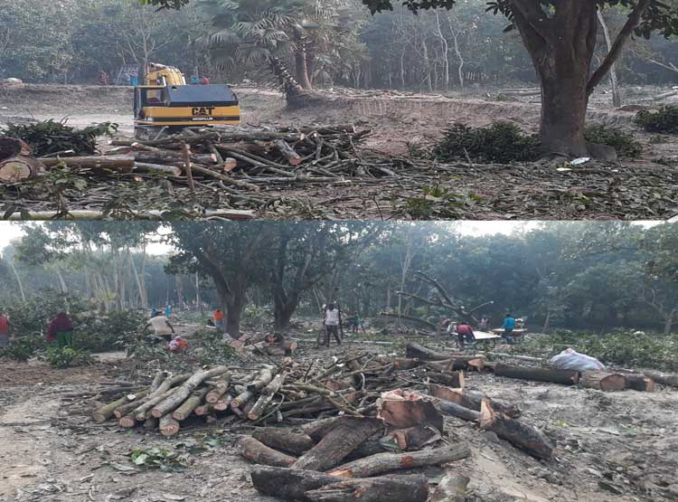 মান্দায় বাগান সাবাড় করে খনন করা হচ্ছে পুকুর