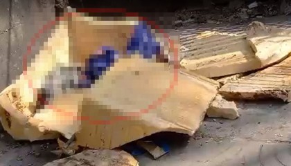 শাহবাগের রাস্তায় মিললো দুই নবজাতকের মরদেহ
