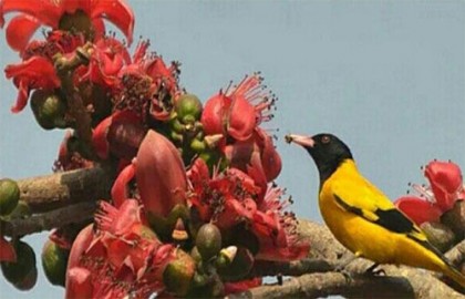 আজ শুরু ঋতুরাজ বসন্তের