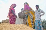 আমন: লক্ষ্যমাত্রার ২৪ শতাংশ ধান, ৮৮ শতাংশ চাল সংগ্রহ
