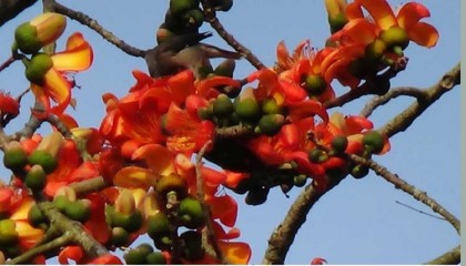 কাউনিয়ায় কালের বিবর্তনে শিমুল গাছ হারিয়ে যাচ্ছে