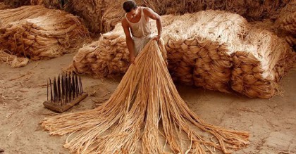 জাতীয় পাট দিবস আজ
