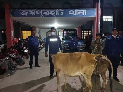 চোরাই গরু সহ চোর আটক