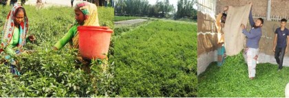 মরিচের বম্পার ফলন
কাউনিয়ায় দাম পেয়ে বেজায় খুশি কৃষক