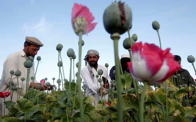 আফগানিস্তানে পপি চাষে কঠোর নিষেধাজ্ঞা তালেবানের
