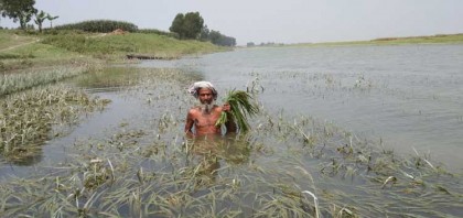 কাজিপুরের চরাঞ্চলে বাঁধ ভেঙে ৪শ বিঘা জমির ধান তলিয়ে গেছে 