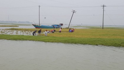 হাওরে বাড়ছে পানি বাড়ছে আতঙ্ক
