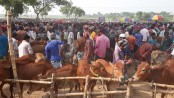 মান্দায় পশুরহাটে অতিরিক্ত টোল আদায়ের অভিযোগ
