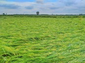 নন্দীগ্রামে কালবৈশাখী ঝড়ে লুটিয়ে পড়েছে বোরো ধান হতাশ কৃষকরা