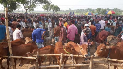 মান্দায় পশুরহাটে অতিরিক্ত টোল আদায়ের অভিযোগ