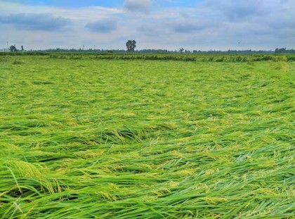 নন্দীগ্রামে কালবৈশাখী ঝড়ে লুটিয়ে পড়েছে বোরো ধান হতাশ কৃষকরা