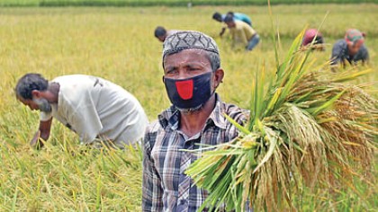 হাওরের ৯৭০০ একর বোরো ধান ক্ষতিগ্রস্ত, কাটা শেষ ৪১ শতাংশ
