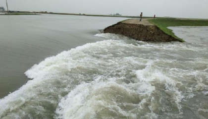হাওরে বাঁধ ভেঙে ঢুকছে পানি, ডুবছে কৃষকের স্বপ্ন

