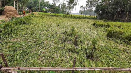 বগুড়ায় ঝড়ের কবলে কৃষকের স্বপ্নভঙ্গ