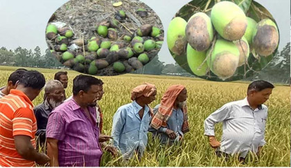 ইট ভাটার বিষাক্ত গ্যাসে পুড়ল গাইবান্ধা জেলার ফল ও ফসল