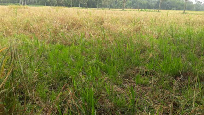 মান্দায় ১৬ বিঘার ধান নষ্ট হচ্ছে জমিতেই 