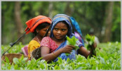 আজ জাতীয় চা দিবস
