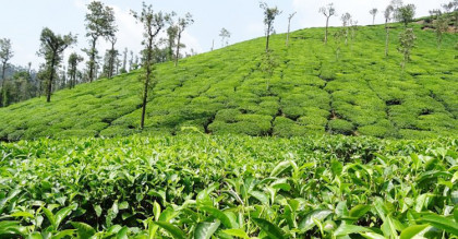 চা রপ্তানি: শ্রীলঙ্কা-ভারতের ‘দুঃসময়ে’ সুবর্ণ সুযোগ বাংলাদেশের
