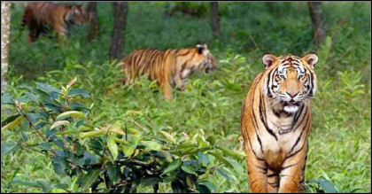 সুন্দরবনের পর্যটন স্পটেও আসছে বাঘ, সংখ্যা বাড়ার আশা
