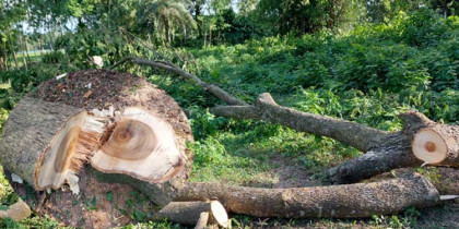কবরস্থানের গাছ খেকোর দৌরাত্ব বন্ধ চায় গ্রামবাসী