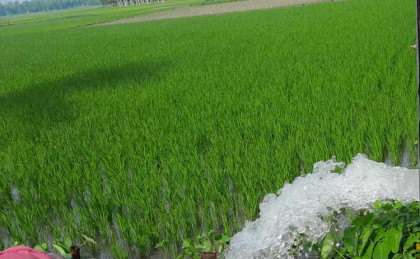 বগুড়ায় সার-কীটনাশক ও ডিজেলের
উর্দ্ধমুখি দামে দিশেহারা কৃষক