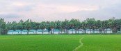 নন্দীগ্রামে আশ্রয়ণের ঘরের শোভা বাড়াচ্ছে  সবুজের মাঝে সারি সারি তাল গাছ