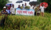 মান্দায় আউশ ধানের নমুনা শস্য কর্তন
