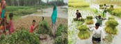 কাউনিয়ায় রোদ বৃষ্টি মাথায় নিয়ে
সোনালী ফসল উৎপাদনের কারিগরা মাঠে কাজ করে