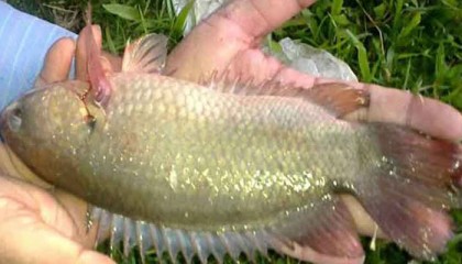 গলায় কই মাছ আটকে কৃষকের মৃত্যু

