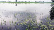 পানি নিস্কাশন ব্যবস্থা না থাকায় 
তলিয়ে যাচ্ছে কৃষকের স্বপ্ন