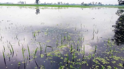 পানি নিস্কাশন ব্যবস্থা না থাকায় 
তলিয়ে যাচ্ছে কৃষকের স্বপ্ন