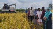 আউশ ধান কাটা-মাড়াই
কম্বাইন্ড হারভেস্টারে কমেছে 
কৃষকের খরচ ও ভোগান্তি