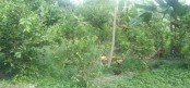 শাজাহানপুরে জমিজমার বিরোধে 
 মারপিট 