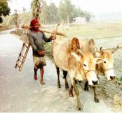 যান্ত্রিক আধুনিকতার ছোঁয়ায়
কাউনিয়ায় হারিয়ে যাচ্ছে গরু মহিষের লাঙ্গল দিয়ে জমি চাষ  