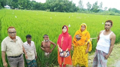 গাবতলীতে চলতি মৌসুমে রোপা
 আমনের বাম্পার ফলনের সম্ভাবনা