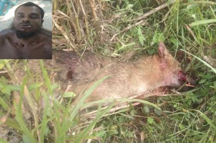 শেরপুরে শিয়ালের কামড়ে আহত ১, জনতার প্রহারে শিয়াল নিহত