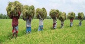 জাতীয় উৎপাদনশীলতা দিবস আজ

