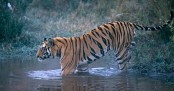 ভারতে ৯ জনকে মেরে ফেলা বাঘকে গুলি করে হত্যা
