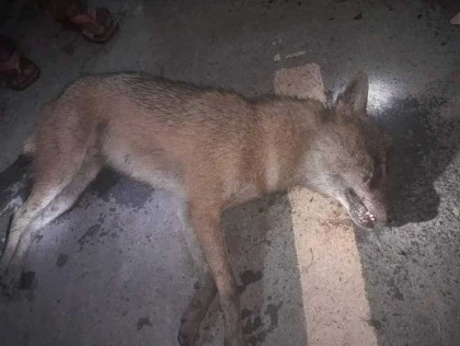 গোবিন্দগঞ্জে শিয়ালের কামড়ে আহত ৮